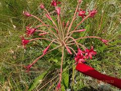 Brunsvigia undulata
