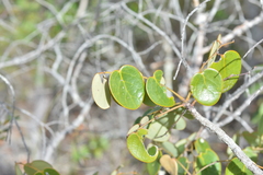 Phyllanthus montrouzieri
