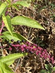 Phytolacca americana