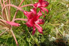 Brunsvigia undulata