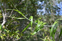 Flagellaria