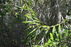 Flagellaria