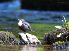 Cinclus cinclus gularis