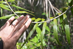 Flagellaria