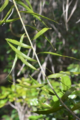 Flagellaria