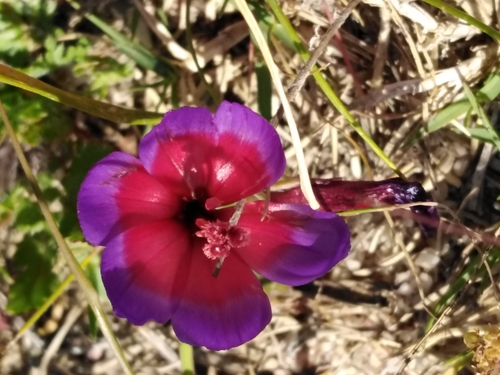 Geissorhiza eurystigma