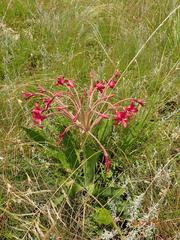 Brunsvigia undulata