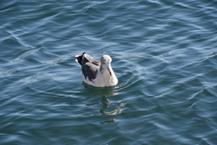 Larus crassirostris