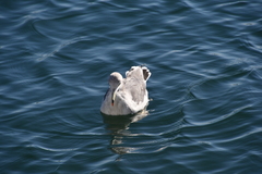 Larus crassirostris
