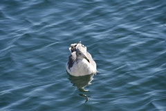 Larus crassirostris