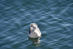 Larus crassirostris