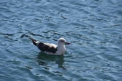 Larus crassirostris