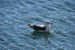 Larus crassirostris