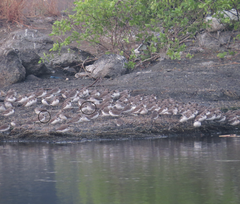 Calidris ferruginea