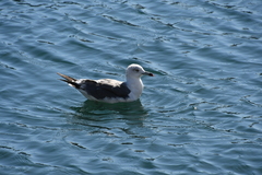 Larus crassirostris
