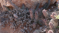 Richtersveldia columnaris