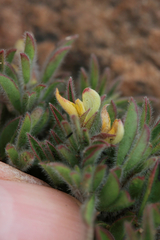 Leobordea divaricata