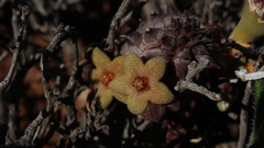 Richtersveldia columnaris