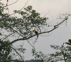 Ramphastos brevis