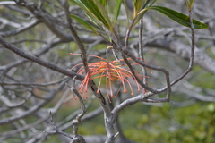 Grevillea meisneri