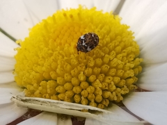 Anthrenus angustefasciatus