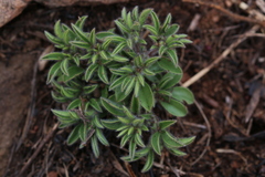 Leobordea divaricata