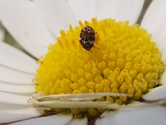 Anthrenus angustefasciatus