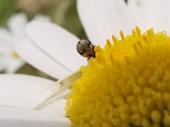 Anthrenus angustefasciatus