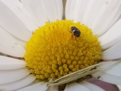 Anthrenus angustefasciatus