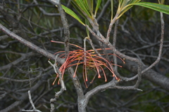 Grevillea meisneri