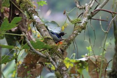 Iridophanes pulcherrimus
