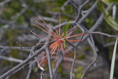 Grevillea meisneri