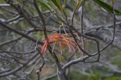 Grevillea meisneri
