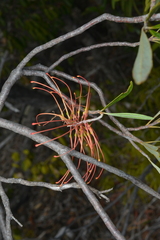 Grevillea meisneri