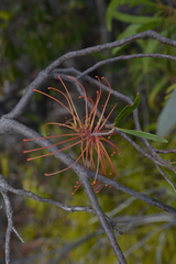Grevillea meisneri