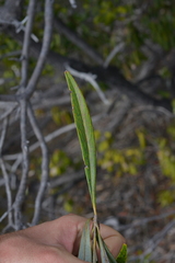 Grevillea meisneri
