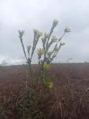 Leucadendron globosum