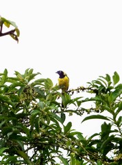 Cyanocorax yncas yncas