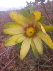 Leucadendron globosum
