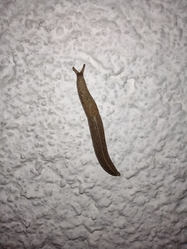 Kuščerova grebenka (Tandonia kusceri)
