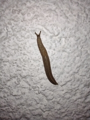 Tandonia kusceri
