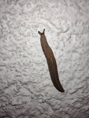Tandonia kusceri