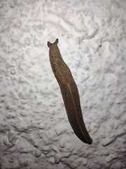 Tandonia kusceri