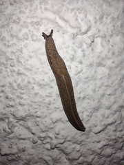 Tandonia kusceri