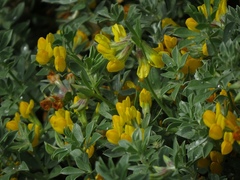 Lotus cytisoides
