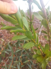 Leucadendron globosum