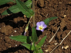 Convolvulus siculus