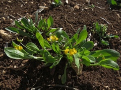 Scorpiurus muricatus