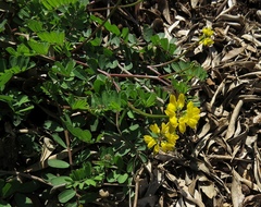 Securigera securidaca