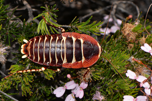 Genus Polyzosteria · iNaturalist